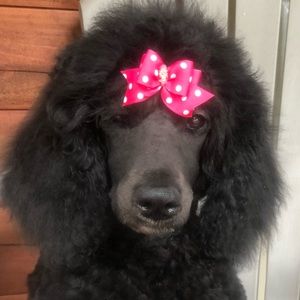 Meet your Posher, Jolene